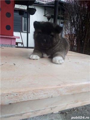 Pui Akita American de calitate, cu garanție medicală - imagine 6