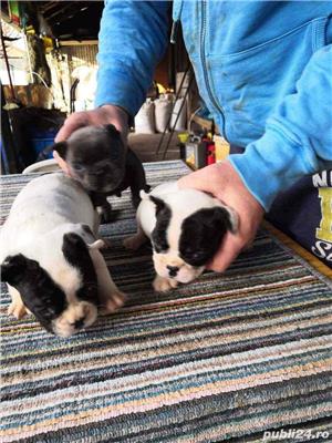 Pui Bulldog Francez de calitate, cu garanție medicală - imagine 7