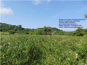 Vand fructe si produse din Aronia Bio: tinctura, otet, dulceata, sirop, concentrat - plantatie Gorj - imagine 8