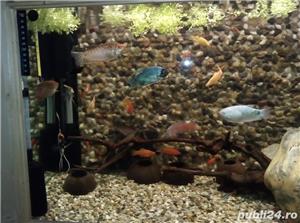 Vand acvariu pesti - imagine 4