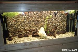 Vand acvariu pesti - imagine 2