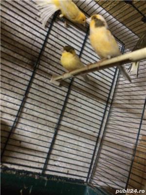 Vand canari  - imagine 2