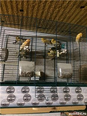 Vand canari  - imagine 4