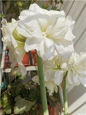 Flori apartament - imagine 2