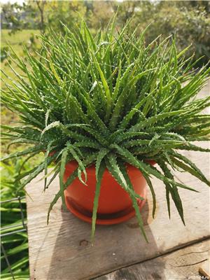 Flori apartament - imagine 7