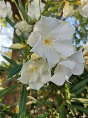 Flori apartament - imagine 4