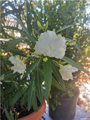 Flori apartament - imagine 5