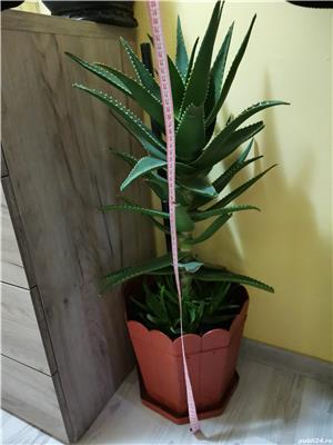 Flori apartament - imagine 8