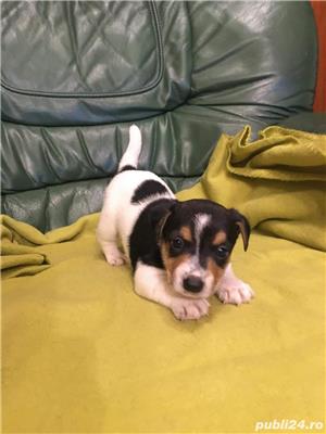 Vand jack russell russel terrier  - imagine 4