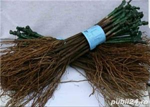 produc si comercializez butasi vita de vie si pomi fructiferi 