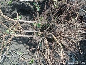 vand vita de vie hibrida 2000 de bucati 3 lei bucata negociabil 