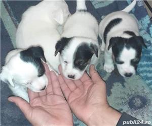 Vand jack russell russel terrier