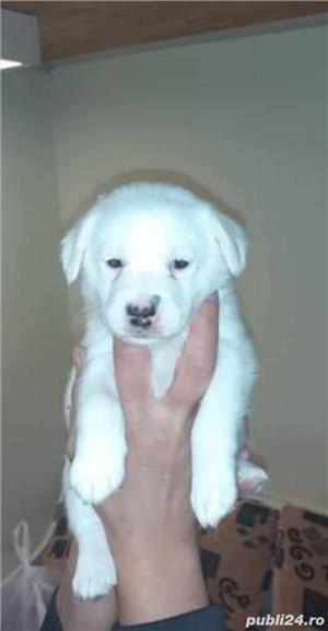 Vand jack russell russel terrier  - imagine 3