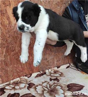 Vand asia centrala alabai