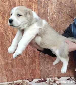 Vand asia centrala alabai - imagine 2