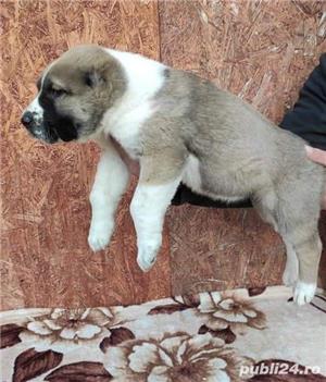 Vand asia centrala alabai - imagine 5