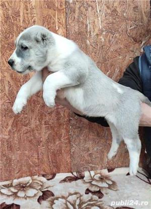 Vand asia centrala alabai - imagine 4