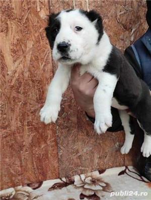 Vand asia centrala alabai - imagine 3