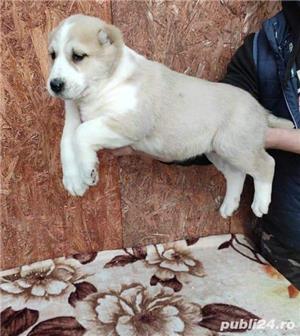 Vand asia centrala alabai - imagine 6