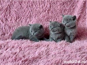 British shorthair blue disponibili imediat rasă pură de expoziție  - imagine 2 British shorthair blue disponibili imediat rasă pură de expoziție  - imagine 2