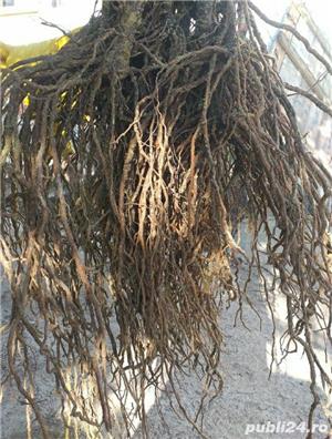 vand sau schimb vita de vie 