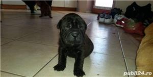 Vand pui de Shar-pei sharpei shar pei negru - imagine 3 Vand pui de Shar-pei sharpei shar pei negru - imagine 3