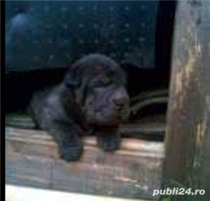 Vand pui de Shar-pei sharpei shar pei negru - imagine 5 Vand pui de Shar-pei sharpei shar pei negru - imagine 5