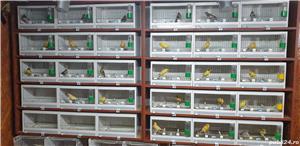 Canari de cantec - imagine 6