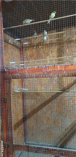 Canari de cantec - imagine 3