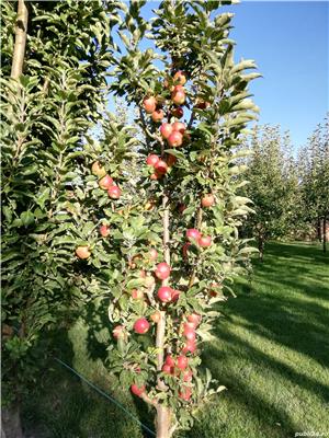 Amenajari grădini - imagine 6