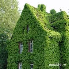 Amenajari grădini - imagine 9