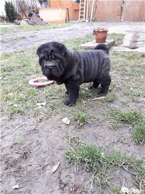 Vand pui de Shar-pei sharpei shar pei negru