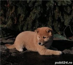 Vand shiba inu  - imagine 2