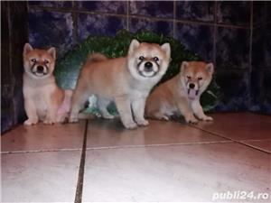 Vand shiba inu 