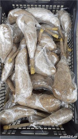 paulownia tomentosa hibrid - imagine 3