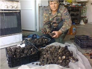 Vand caini pentru cautat trufe, - imagine 5