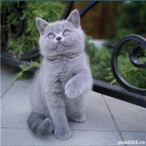 British shorthair blue rasă pură disponibili imediat  - imagine 2