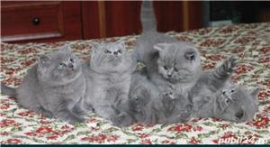 British shorthair blue - imagine 2 British shorthair blue - imagine 2