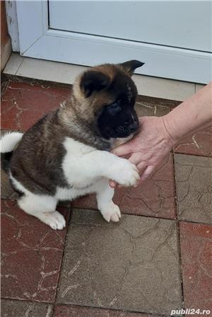 Vand akita american  - imagine 3