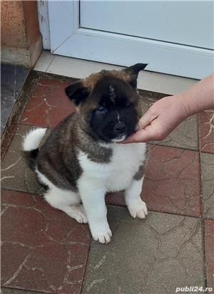 Vand akita american  - imagine 5