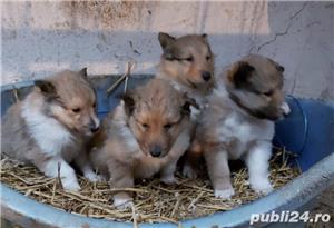 Pui Ciobanesc Scotian Collie de calitate, cu garanție medicală