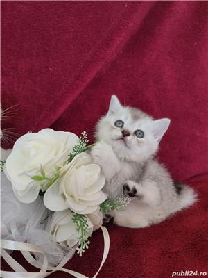 British shorthair chinchilla silver rasă pură disponibil imediat  - imagine 2