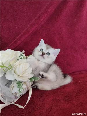 British shorthair chinchilla silver rasă pură disponibil imediat 