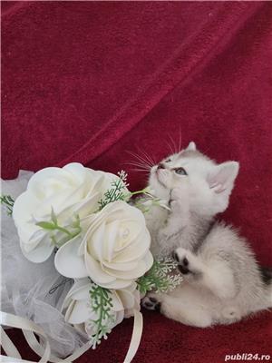 British shorthair chinchilla silver rasă pură disponibil imediat  - imagine 3