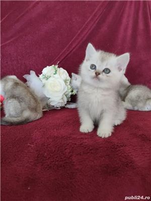British shorthair chinchilla silver rasă pură disponibil imediat  - imagine 4