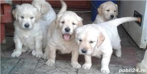 Vand golden retriever retriver femele si masculi 