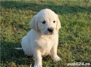 Vand golden retriever retriver femele si masculi  - imagine 4