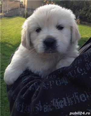 Vand golden retriever retriver femele si masculi  - imagine 2
