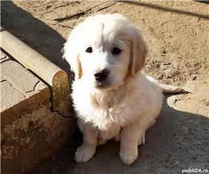 Golden retriever golden retriver  - imagine 1