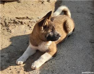 Vand akita american  - imagine 2